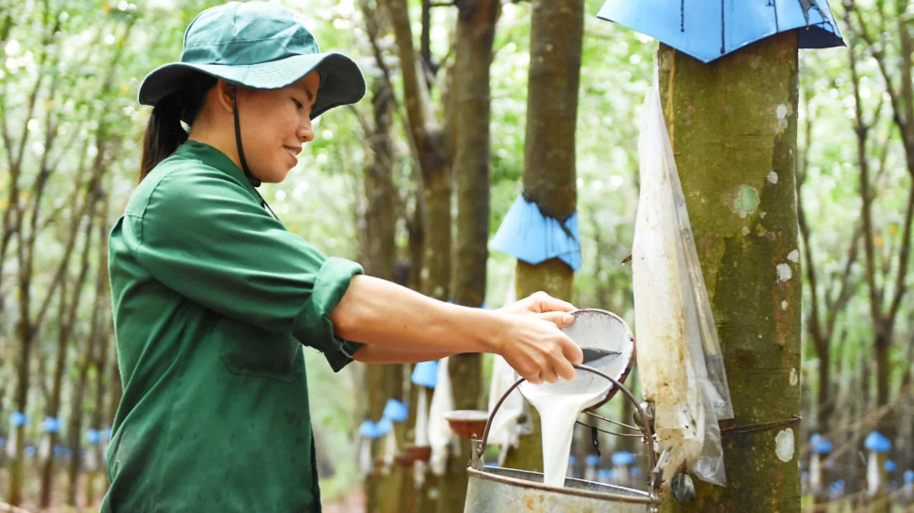 Giá cao su quay lại đỉnh, kỳ vọng Cao su Việt Nam (GVR) tiếp tục thắng lớn năm nay